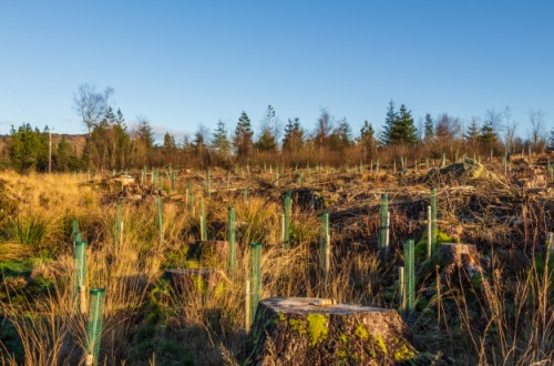 Saplings planted in Scotland